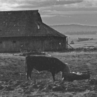 1985 Agriculture, Ranch 07