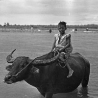 Binmaley Local &amp; Carabao 1
