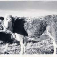 1978 OSU Union Experimental Field Station, Livestock 05