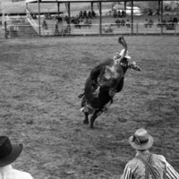 1984 Rodeo Club, Bull Riding 11