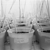 1979 Agriculture, Range Study 13