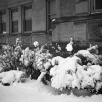 Snow Covered Bushes