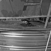 1976 Octoberfest, Dunk Tank with Rodney Briggs 10