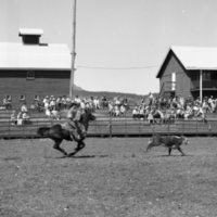 1970 Rodeo, Calf Roping 01