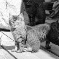 1985 Kittens 02