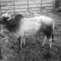 California, Stock Show 3