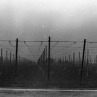 1980 Agriculture, Hops Field 01