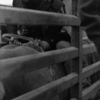 1981 Rodeo, Cowboys in Chute 09