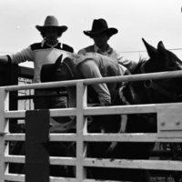 1981 Rodeo, Cowboys in Chute 20