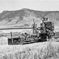 Alicel, Farming 6
