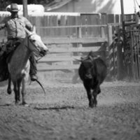 1981 Mule Rodeo, Roping Pairs 02