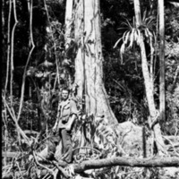 Fred Hill at Base of Tree