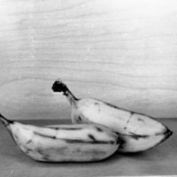 1976 Employees, Conrade Head and Jack Evans Discussing Bananas 01