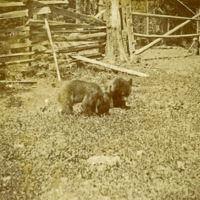 Union, Bear Cubs