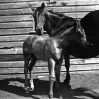 Union, Horses 1