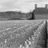 Farm, Daffodils 1