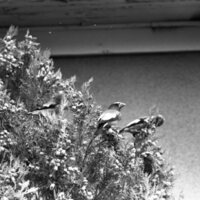 1977 Birds, Migratory 02