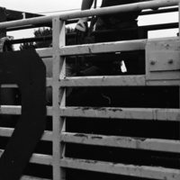 1981 Rodeo, Cowboys in Chute 11