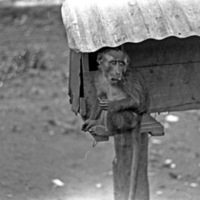 A monkey, named Jocko, sitting on a ledge of a small habitat that is raised off of the ground by a wooden pole.