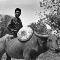 Binmaley Local &amp; Carabao 3