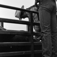 1981 Rodeo, Cowboys in Chute 03