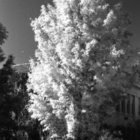 1977 Campus Tree 5