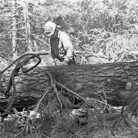 California, Sierras Logger 3