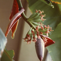 1975 Plant, Tree Flower