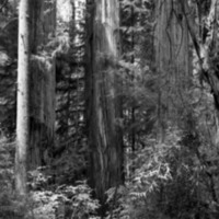 1980 Redwoods 05