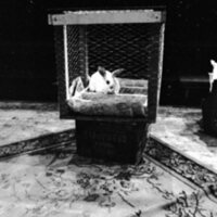 1974 Theatre, Rabbit 09
