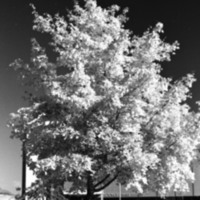 1977 Campus Tree 4