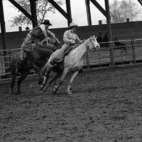 1986 Springfest, Rodeo Bronco Riding 06