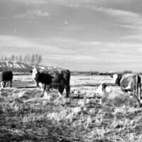 1978 OSU Union Experimental Field Station, Livestock 11