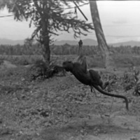 A monkey, named Jocko, hanging from a man-made line that is clipped to a horizontal rope.  Tropical trees appear in the background.