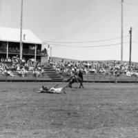 1970 Rodeo, Bulldogging 01