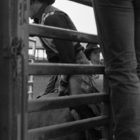 1981 Rodeo, Cowboys in Chute 06