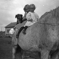 Patient Horse 2