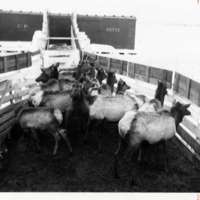 1912 Joseph, Elk Imports 2