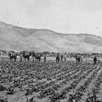 Alicel, Farm Cultivation