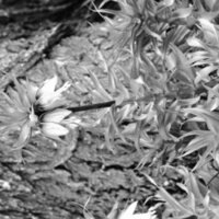 1986 Flowers 05
