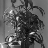1980 Plant