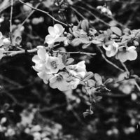 1986 Flowers 01
