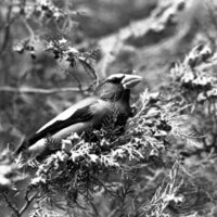 1977 Birds, Migratory 09