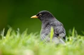 04-07 POLARIS PREDATOR, BLACKBIRD SEAT COVER 1Q20A