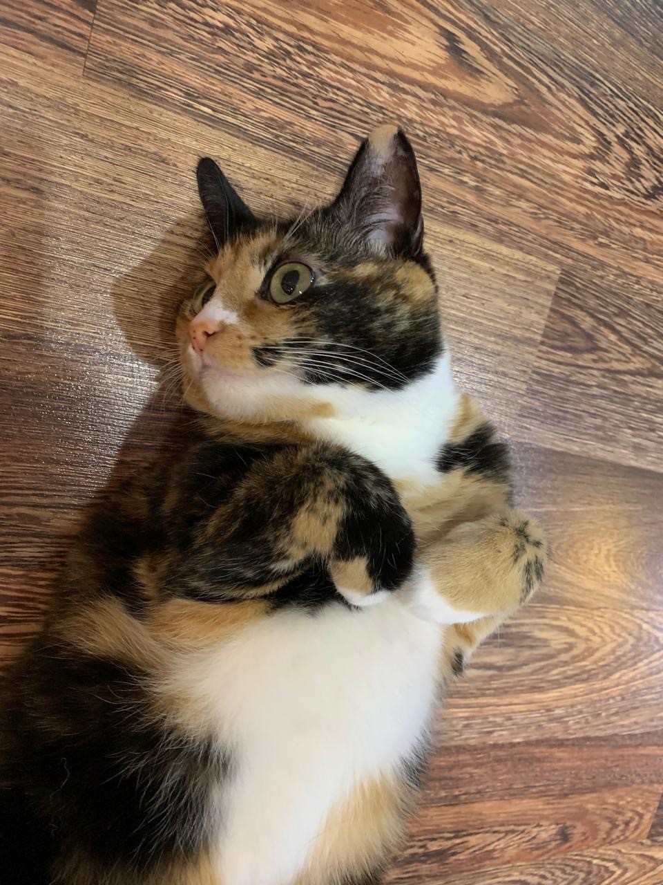 A calico cat with green eyes is lying on its back with its paws on its chest and head turned to the left.