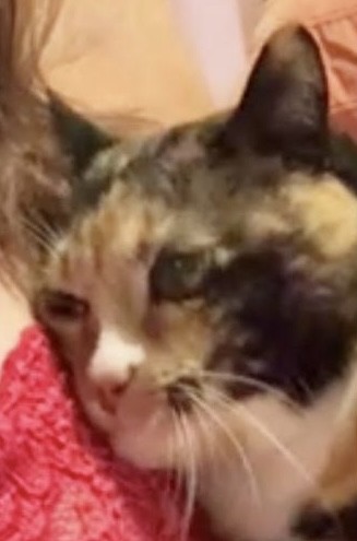 Ein Foto in schlechter Qualität, auf dem eine dreifarbige Katze, die fast zu weinen scheint abgebildet ist.
