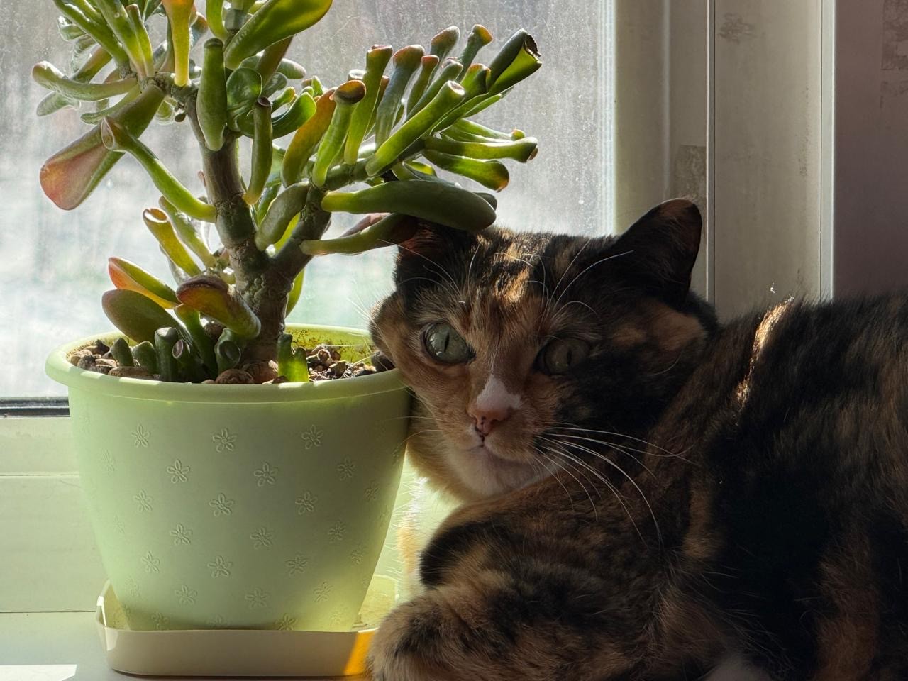 A photo of a calico cat with green eyes lying on a windowsill, its head leaning on a flower pot.