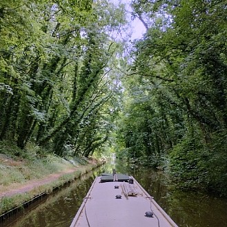 A canal with a green canopy of trees overhead, seen from the stern of a narrowboat. The towpath is in the left.

The ground is dry after several heatwaves, and the trees aren't as lush as in past years. Bits of sky peek through between the green leaves. Parts of the towpath grass is dry and yellowing.