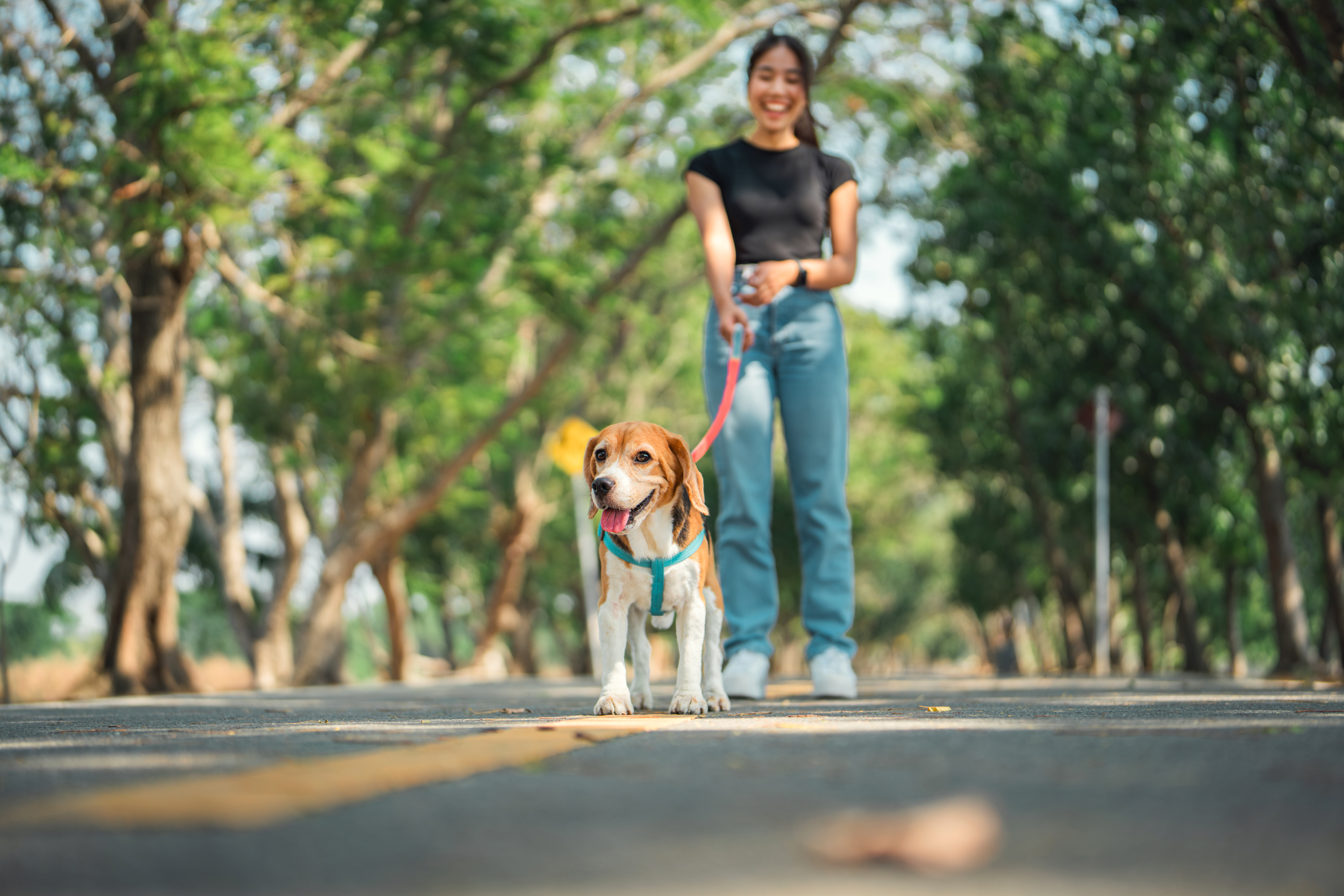 person walking dog carefree