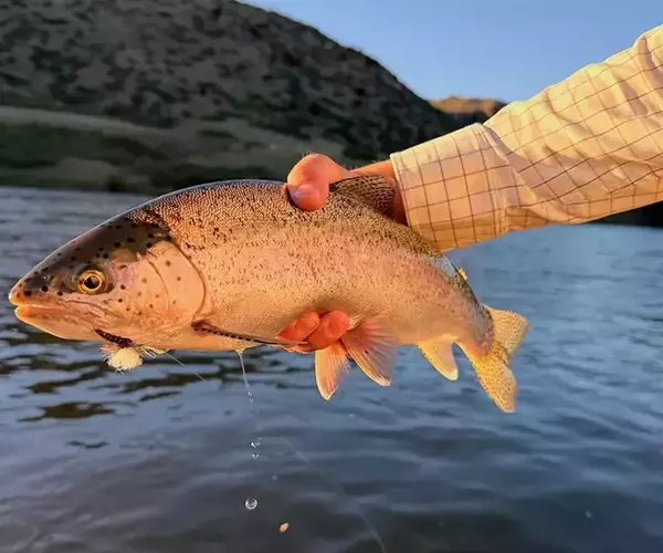 									Brown drake fly fishing in june on montanas lower madison river
															